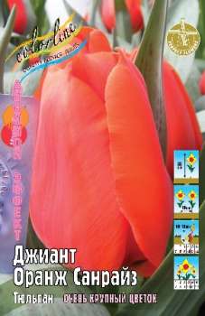 Тюльпан ДЖИАНТ ОРАНЖ САНРАЙЗ (kl6660п)