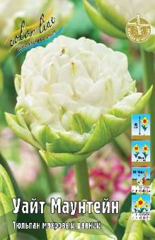 Тюльпан УАЙТ МАУНТЕЙН (kl3243п)