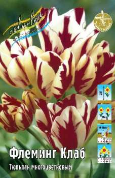 Тюльпан ФЛЭМИНГ КЛАБ (kl3392п)