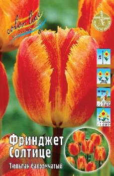 Тюльпан ФРИНДЖЕТ СОЛТИЦЕ (kl3398п)
