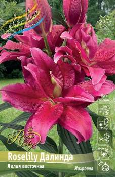 Лилия ДАЛИНДА ROSELILY 1шт