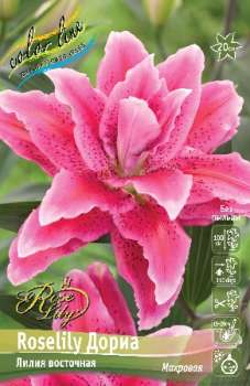 Лилия ДОРИА ROSELILY 1шт