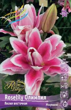 Лилия ОЛИМПИЯ ROSELILY 1шт