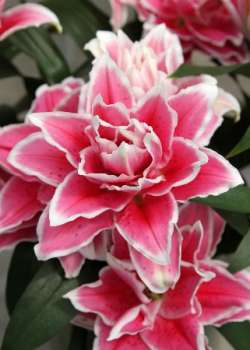 Лилия САМАНТА ROSELILY 1шт