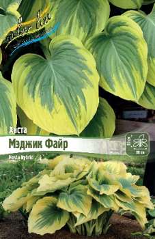 Хоста МЭДЖИК ФАЙР
