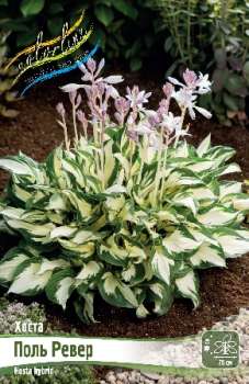 Хоста ПОЛЬ РЕВЕР