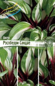Хоста РЭСПБЕРРИ САНДАЕ