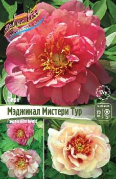 Пион Ито-Гибрид МЭДЖИКАЛ МИСТЕРИ ТУР 2/3n