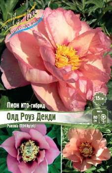 Пион Ито-Гибрид ОЛД РОУЗ ДЕНДИ 2/3n