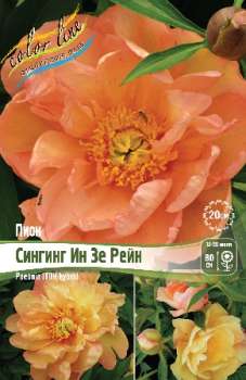 Пион Ито-Гибрид СИНГИНГ ИН ЗЕ РЕЙН 2/3n