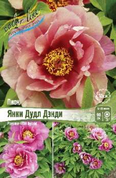 Пион Ито-Гибрид ЯНКИ ДУДЛ ДЭНДИ 2/3n