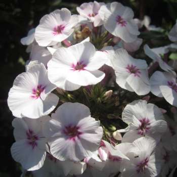 Флокс МАЙКС ФАВОРИТ / Mike'S Favourite (NG-11 466-ph-22-p9)
