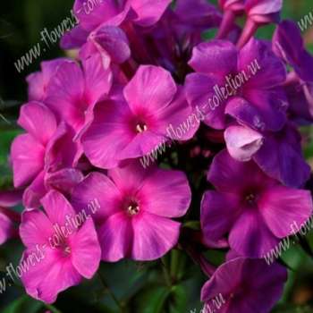 Флокс СИРЕНЕВЫЕ СУМЕРКИ (NG-3189-ph-22-p9)