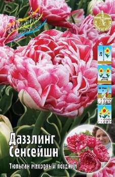 Тюльпан ДАЗЗЛИНГ СЕНСЕЙШН (кл11680п)