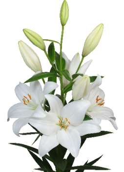 Лилия СОВИНЬОН БЛАН 7 шт