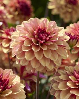 Георгина КРЕМ ДЕ КОНЬЯК