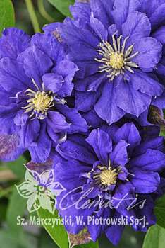 Клематис Кири Те Канава C2